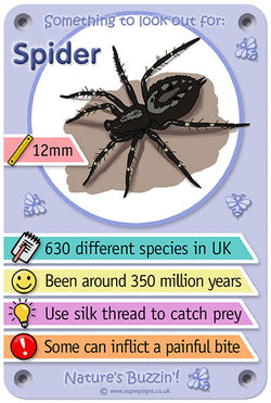 Nature's Buzzin' 'Spider'