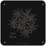 'Star moss' rubbing plaque