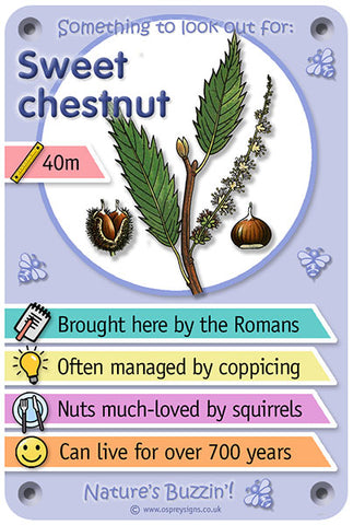 Nature's Buzzin' 'Sweet chestnut'