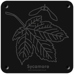 'Sycamore' rubbing plaque