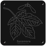 'Sycamore' rubbing plaque