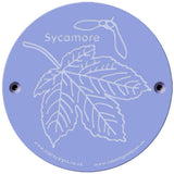 Rainbow Rubbing 'Sycamore'