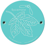 Rainbow Rubbing 'Sycamore'