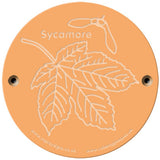 Rainbow Rubbing 'Sycamore'