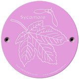 Rainbow Rubbing 'Sycamore'