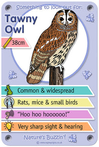 Nature's Buzzin' 'Tawny Owl'