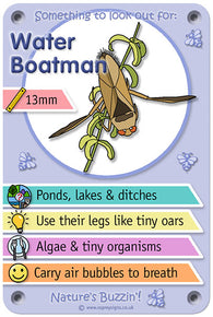 Nature's Buzzin' 'Water Boatman'
