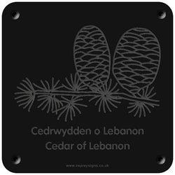 Welsh 'Cedar of Lebanon' rubbing plaque