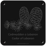 Welsh 'Cedar of Lebanon' rubbing plaque