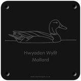 Welsh 'Mallard' rubbing plaque