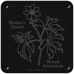 Welsh 'Wood anemone' rubbing plaque