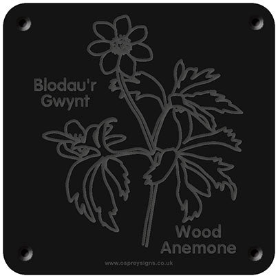 Welsh 'Wood anemone' rubbing plaque