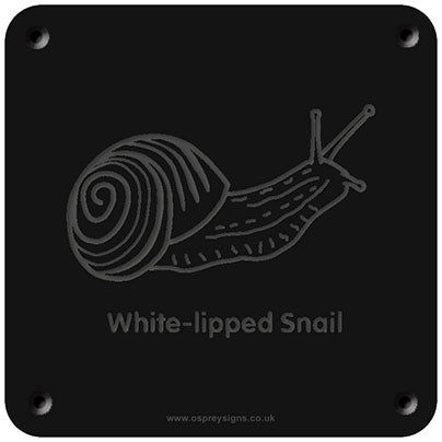 'White-lipped Snail' rubbing plaque