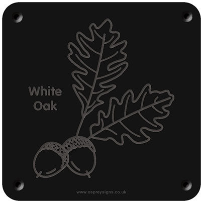 'White oak' rubbing plaque