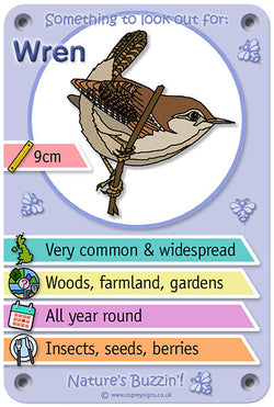 Nature's Buzzin' 'Wren'