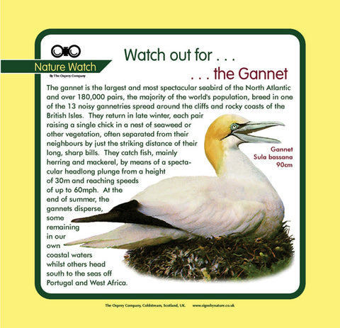 'Gannet' Nature Watch Panel