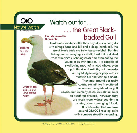 'Great black-backed gull' Nature Watch Panel