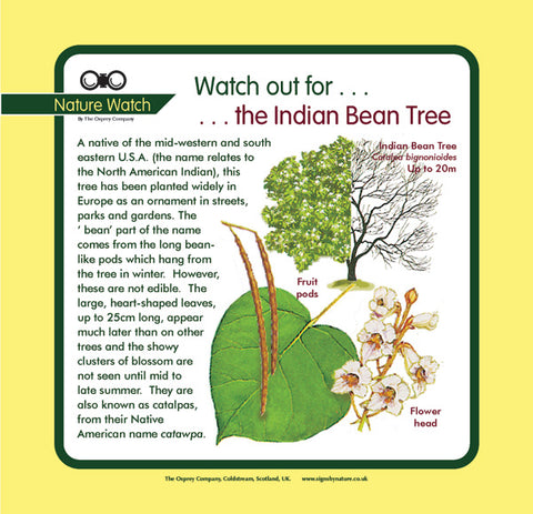 'Indian bean tree' Nature Watch Panel