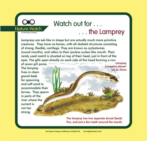 'Lamprey' Nature Watch Panel