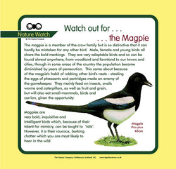 'Magpie' Nature Watch Panel
