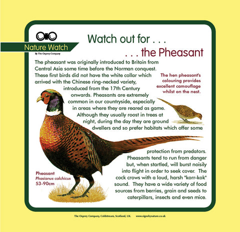 'Pheasant' Nature Watch Panel