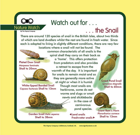 'Snail' Nature Watch Panel