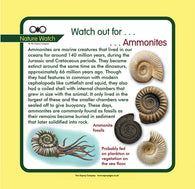 'Ammonites' Nature Watch Panel
