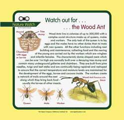 'Wood ant' Nature Watch Panel