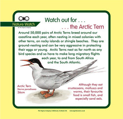 'Arctic tern' Nature Watch Panel