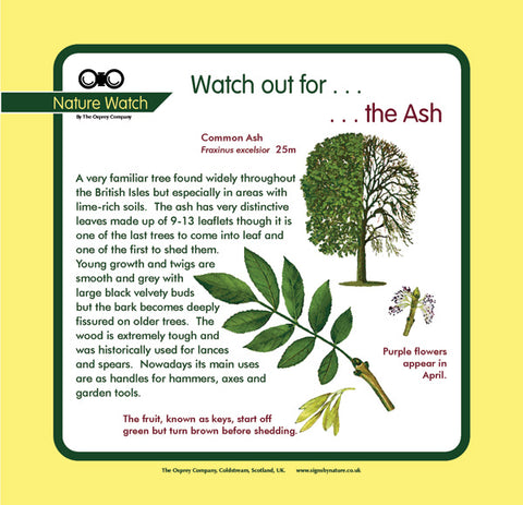 'Ash' Nature Watch Panel