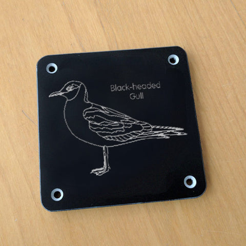 'Black-headed gull' rubbing plaque