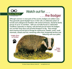 'Badger' Nature Watch Panel