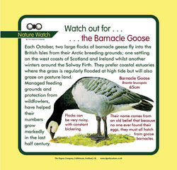 'Barnacle goose' Nature Watch Panel