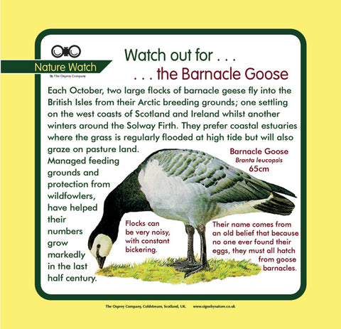 'Barnacle goose' Nature Watch Panel