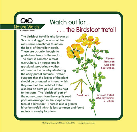'Birdsfoot trefoil' Nature Watch Panel