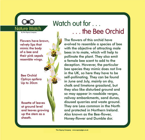 'Bee Orchid' Nature Watch Panel
