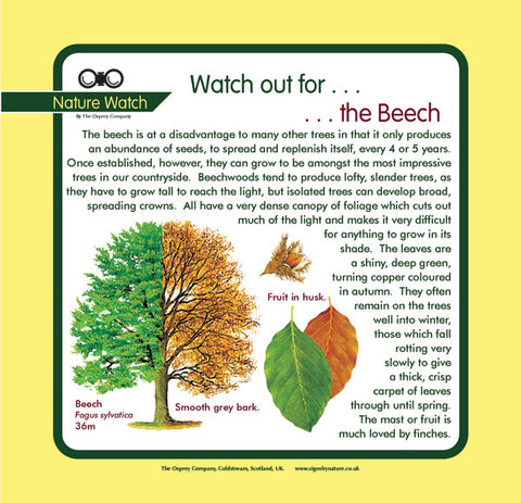 'Beech' Nature Watch Panel