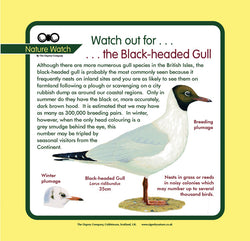 'Black headed gull' Nature Watch Panel