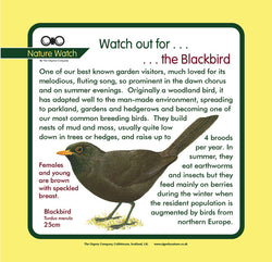 'Blackbird' Nature Watch Panel