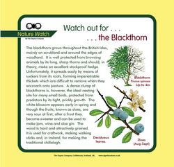 'Blackthorn' Nature Watch Panel