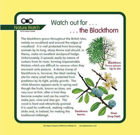 'Blackthorn' Nature Watch Panel