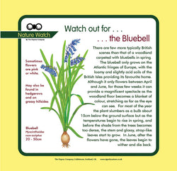 'Bluebell' Nature Watch Panel