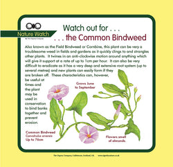 'Bindweed' Nature Watch Panel