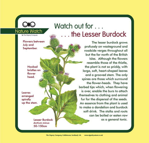 'Lesser burdock' Nature Watch Panel