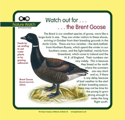 'Brent goose' Nature Watch Panel