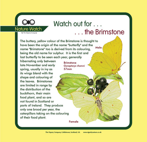 'Brimstone' Nature Watch Panel