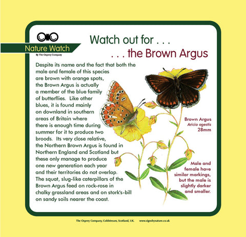 'Brown argus' Nature Watch Panel