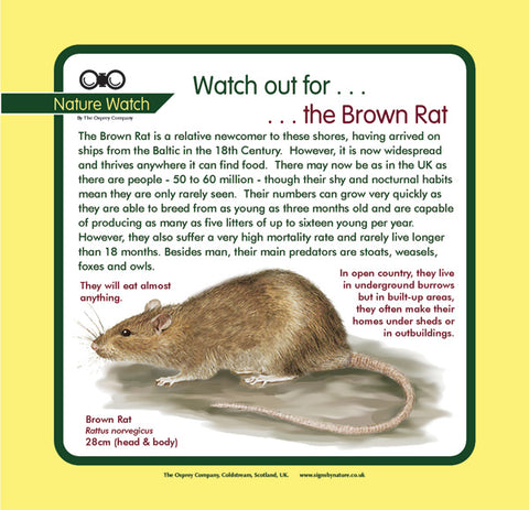 'Brown rat' Nature Watch Panel