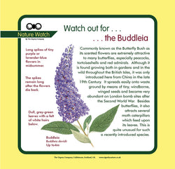 'Buddleia' Nature Watch Panel