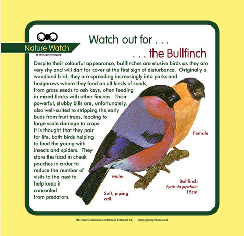 'Bullfinch' Nature Watch Panel